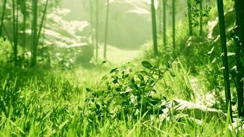 paisagem do bambu árvore dentro tropical floresta tropical video
