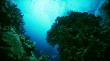 un sous-marin vue de une corail récif avec poisson video