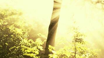Sun shining into tropical forest video