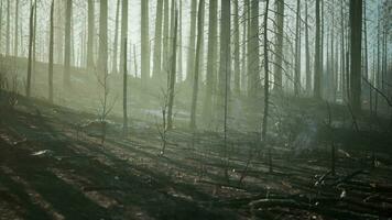 A burned forest with charred trees and a haunting atmosphere video