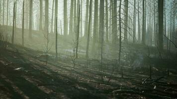 un' bruciato foresta con carbonizzato alberi e un' inquietante atmosfera video