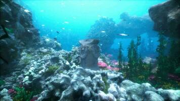 Ozean Fußboden hält Überreste von alt Stadt oder Tempel bedeckt im Seetang und Koralle video