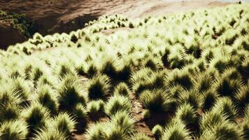 uma exuberante campo preenchidas com vibrante verde plantas video