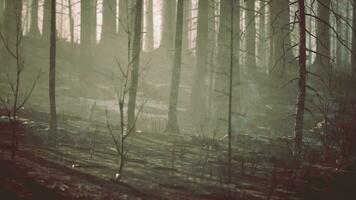 A charred and devastated forest after a destructive fire video