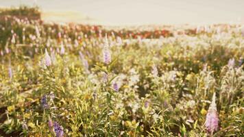 une coloré champ de vibrant fleurs dans plein Floraison video