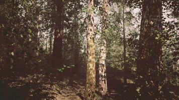 uma sereno bétula floresta com luz solar filtrando através a árvores video