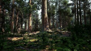 A dense forest with towering trees video