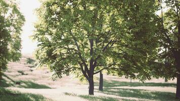 A serene grove of trees surrounded by lush green grass video