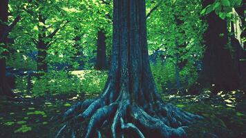 une majestueux arbre avec ses les racines exposé dans une magique forêt video