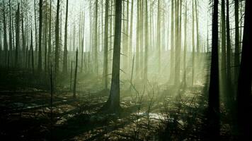 un quemado bosque con alto arboles en pie como un sombrío recordatorio de destrucción video