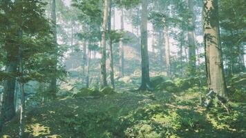 Beautiful Sunny Silhouetted Forest with Sunbeams through Fog video