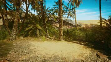 Desierto oasis entre el dunas video