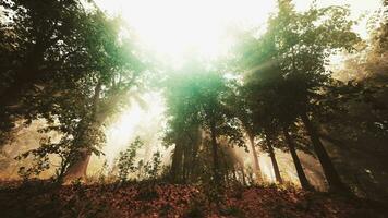 du soleil des rayons Pause par le branches de des arbres embrasé dans le Matin brouillard video