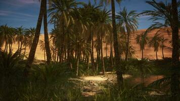Datum Palme Bäume Plantage beim Sonnenuntergang video