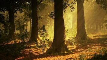 vista panorámica del majestuoso bosque siempreverde en una niebla matutina video