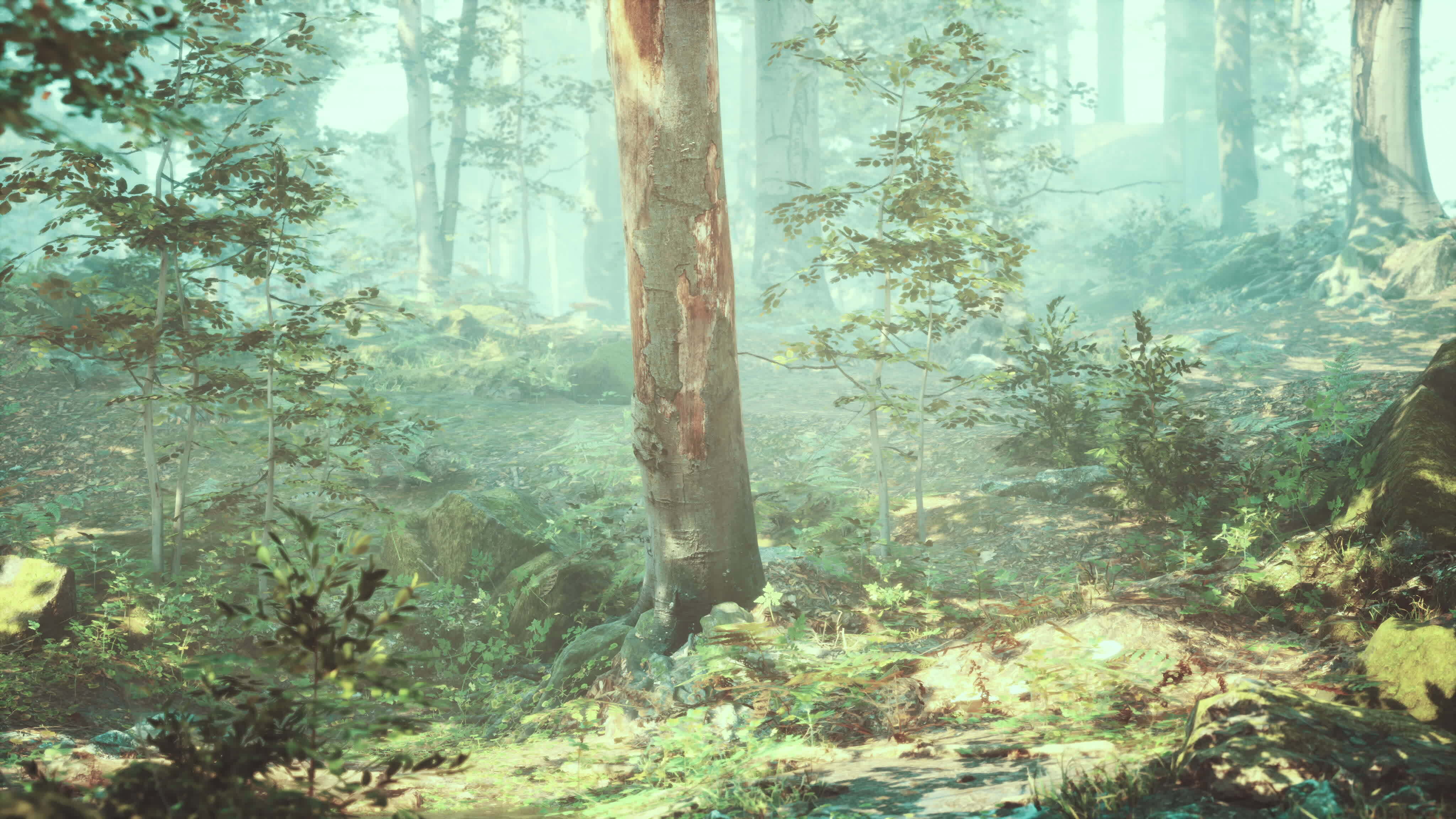 sunbeams-in-foggy-green-forest-34804667-stock-video-at-vecteezy