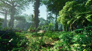 névoa da manhã na densa floresta tropical video