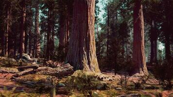 A serene forest landscape with trees and rocks video