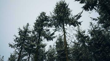 Winter pine tree forest with snow on trees video