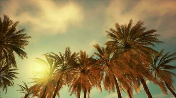 Looking up at palm trees at Surfers Paradise video