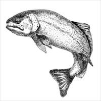 Trout fish in hand drawn strokes. Realistic drawing of the rainbow trout jumping out. Black and white sketch isolated on white background. Concept art for horoscope, tattoo. Vector illustration.