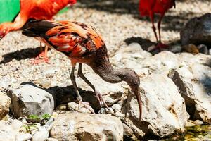 ibis escarlata. pájaro y pájaros. mundo acuático y fauna. fauna y zoología. foto
