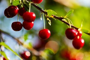 Sour cherry and cherries. Fruit and vegetables. Plant and plants. photo