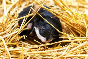 Guinea pig. Mammal and mammals. Land world and fauna. Wildlife and zoology. photo