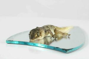 a lizard sitting on a glass plate photo