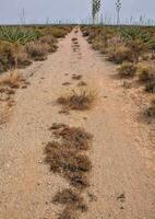 a dirt road in the middle of an agave field photo