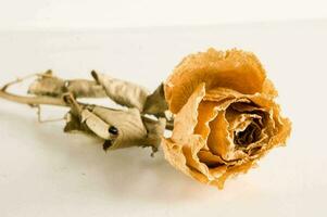 a dried rose on a white surface photo