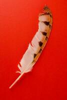 a feather on a red background photo