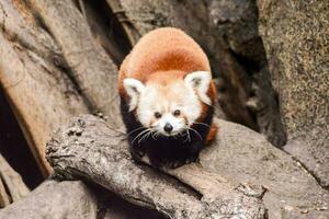 a red panda is walking on a tree branch photo