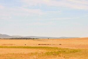 a field with a few cows grazing in it photo
