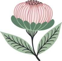 fleur rose. illustration png