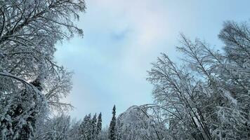 winter kalmte sneeuw gedrapeerd bomen en lucht video