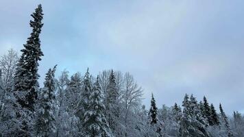 vinter- lugn snö täckt vintergröna silhuetter video