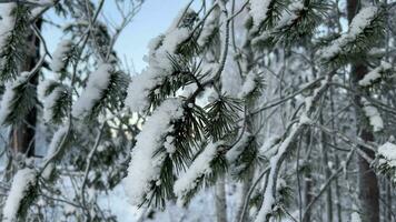 sereen winter wonderland besneeuwd pijnboom takken video