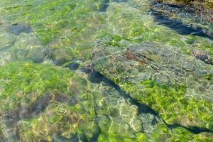 verde algas en rocas en el agua foto