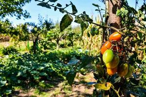 Tomates creciente en el vino en un orgánico jardín foto