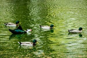 a group of ducks swimming in a pond photo