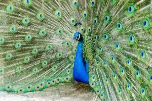a peacock with its feathers spread out photo
