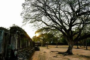 the sun is setting behind a tree and an ancient building photo