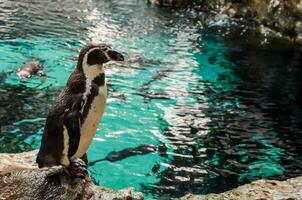 a penguin standing on a rock in an aquarium photo