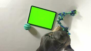 A dog near a tablet with a green screen. French bulldog and stylish dog accessories. Dog and monitor with green screen. Mock Up Display. photo