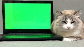 Front view of a cat, at the computer with a green screen. Fluffy cat on gray background near laptop with green screen. photo