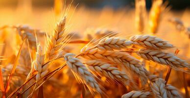 AI generated Large golden wheat field close up, agriculture concept - AI generated image photo