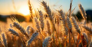 AI generated Large golden wheat field close up, agriculture concept - AI generated image photo