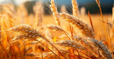 AI generated Large golden wheat field close up, agriculture concept - AI generated image photo