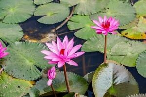 lirio de agua rosa en el estanque foto